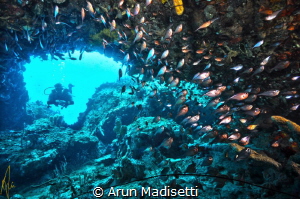 Diver and copper sweepers, Toucari Cave, Cabrits National... by Arun Madisetti 